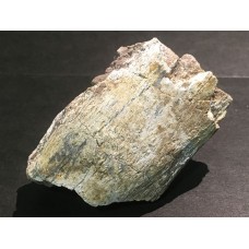 Kost dinosaura